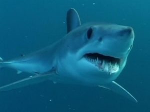 Great White Shark
